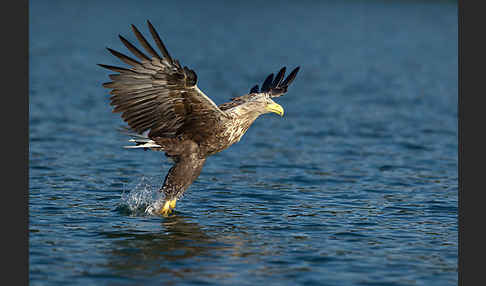 Seeadler (Haliaeetus albicilla)