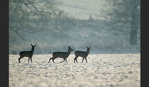 Rehwild (Capreolus capreolus)