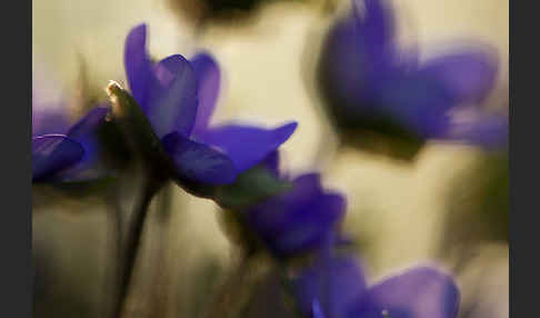 Transsylvanisches Leberblümchen (Hepatica transsylvanica)