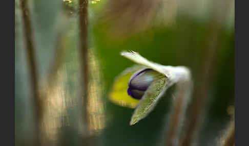 Transsylvanisches Leberblümchen (Hepatica transsylvanica)