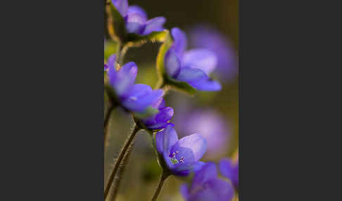 Transsylvanisches Leberblümchen (Hepatica transsylvanica)