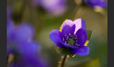 Transsylvanisches Leberblümchen (Hepatica transsylvanica)