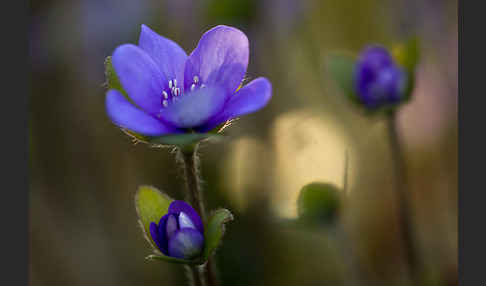 Transsylvanisches Leberblümchen (Hepatica transsylvanica)