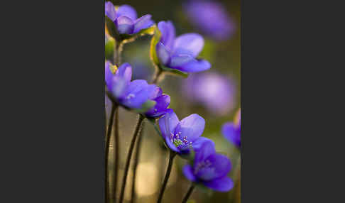 Transsylvanisches Leberblümchen (Hepatica transsylvanica)