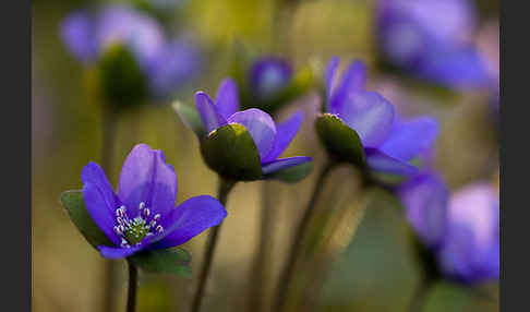 Transsylvanisches Leberblümchen (Hepatica transsylvanica)