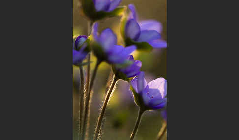 Transsylvanisches Leberblümchen (Hepatica transsylvanica)