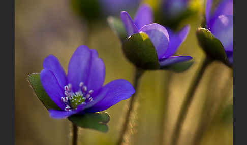 Transsylvanisches Leberblümchen (Hepatica transsylvanica)