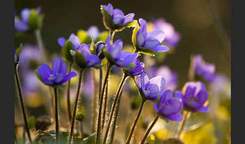 Transsylvanisches Leberblümchen (Hepatica transsylvanica)