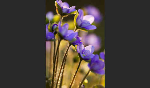 Transsylvanisches Leberblümchen (Hepatica transsylvanica)