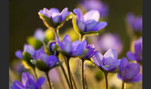 Transsylvanisches Leberblümchen (Hepatica transsylvanica)