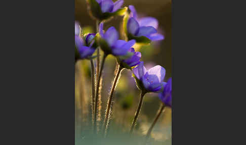 Transsylvanisches Leberblümchen (Hepatica transsylvanica)