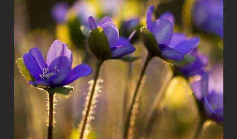 Transsylvanisches Leberblümchen (Hepatica transsylvanica)