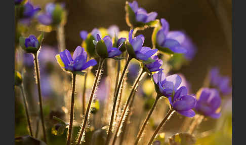 Transsylvanisches Leberblümchen (Hepatica transsylvanica)