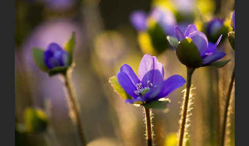 Transsylvanisches Leberblümchen (Hepatica transsylvanica)