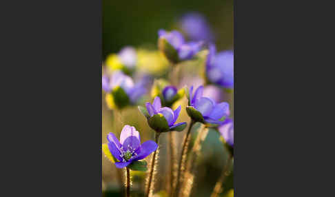 Transsylvanisches Leberblümchen (Hepatica transsylvanica)