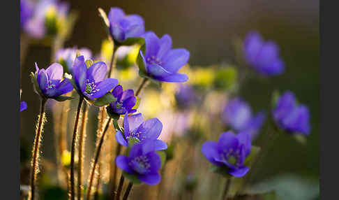 Transsylvanisches Leberblümchen (Hepatica transsylvanica)