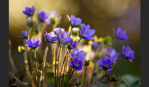 Transsylvanisches Leberblümchen (Hepatica transsylvanica)