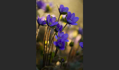 Transsylvanisches Leberblümchen (Hepatica transsylvanica)