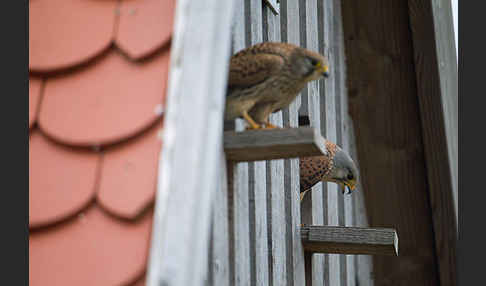 Turmfalke (Falco tinnunculus)