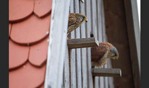 Turmfalke (Falco tinnunculus)