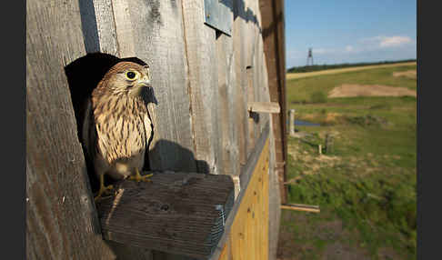 Turmfalke (Falco tinnunculus)