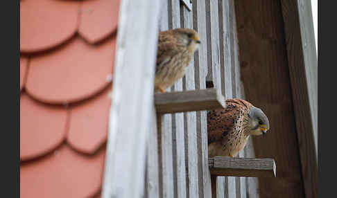 Turmfalke (Falco tinnunculus)