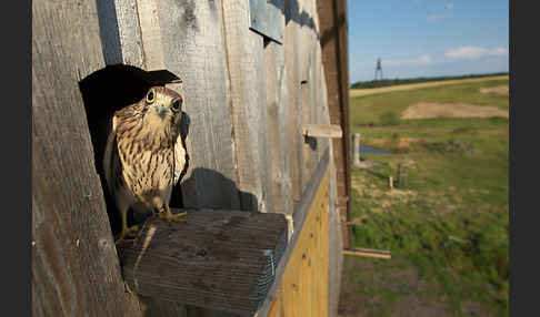 Turmfalke (Falco tinnunculus)