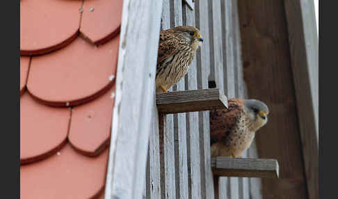 Turmfalke (Falco tinnunculus)