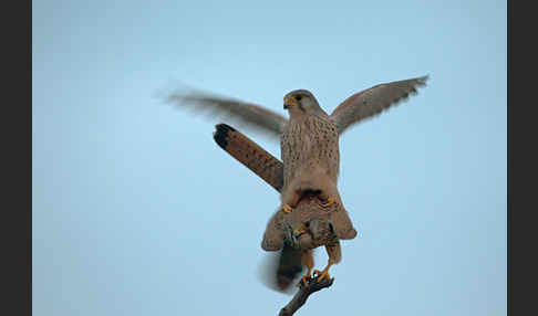 Turmfalke (Falco tinnunculus)