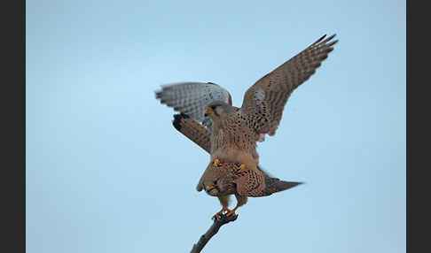 Turmfalke (Falco tinnunculus)