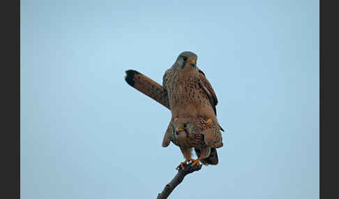 Turmfalke (Falco tinnunculus)