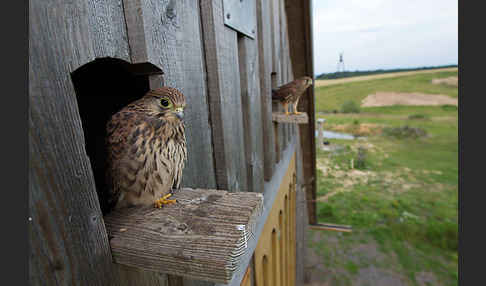 Turmfalke (Falco tinnunculus)