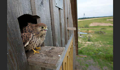 Turmfalke (Falco tinnunculus)