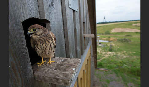 Turmfalke (Falco tinnunculus)