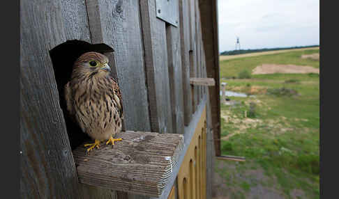 Turmfalke (Falco tinnunculus)