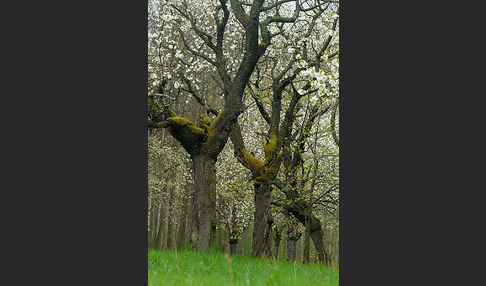 Süßkirsche (Prunus avium)