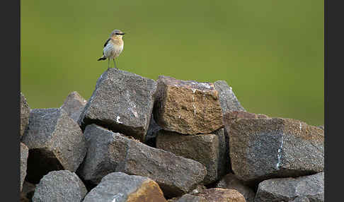 Steinschmätzer (Oenanthe oenanthe)