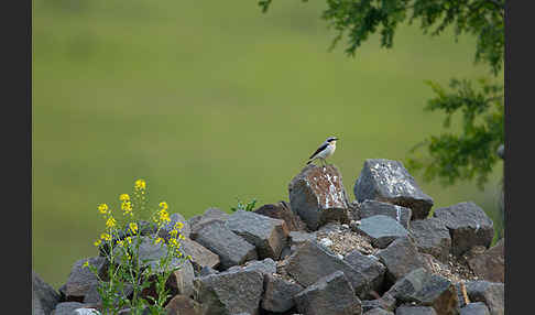 Steinschmätzer (Oenanthe oenanthe)