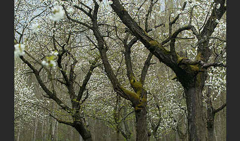 Süßkirsche (Prunus avium)