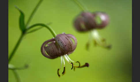 Türkenbund (Lilium martagon)