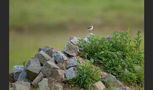 Steinschmätzer (Oenanthe oenanthe)