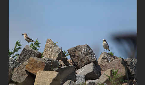 Steinschmätzer (Oenanthe oenanthe)