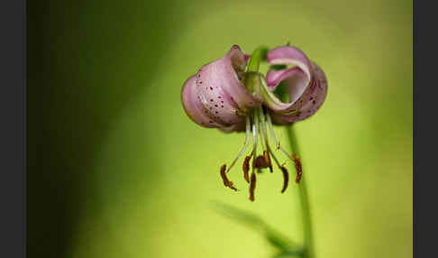 Türkenbund (Lilium martagon)