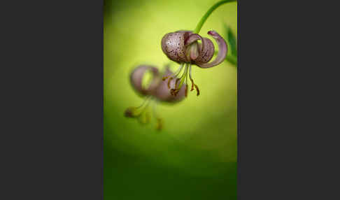 Türkenbund (Lilium martagon)