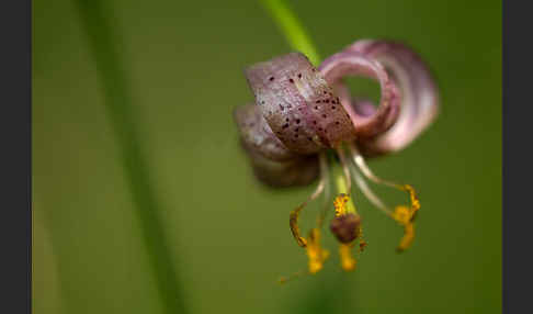 Türkenbund (Lilium martagon)