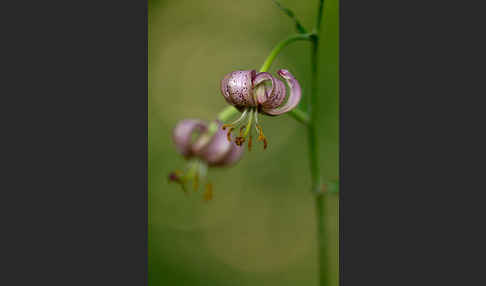 Türkenbund (Lilium martagon)