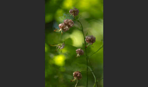 Türkenbund (Lilium martagon)