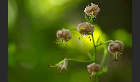 Türkenbund (Lilium martagon)