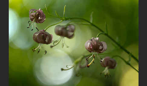 Türkenbund (Lilium martagon)