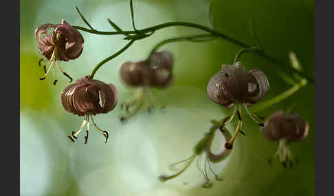 Türkenbund (Lilium martagon)